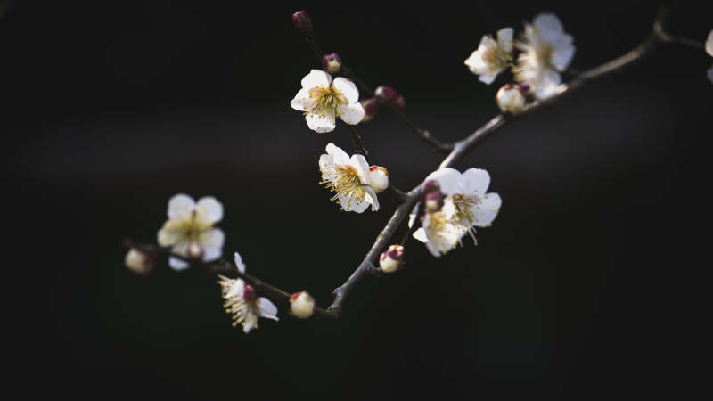 梅花绽放枝头图片