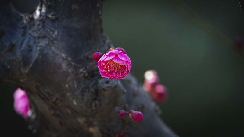 梅花绽放枝头图片