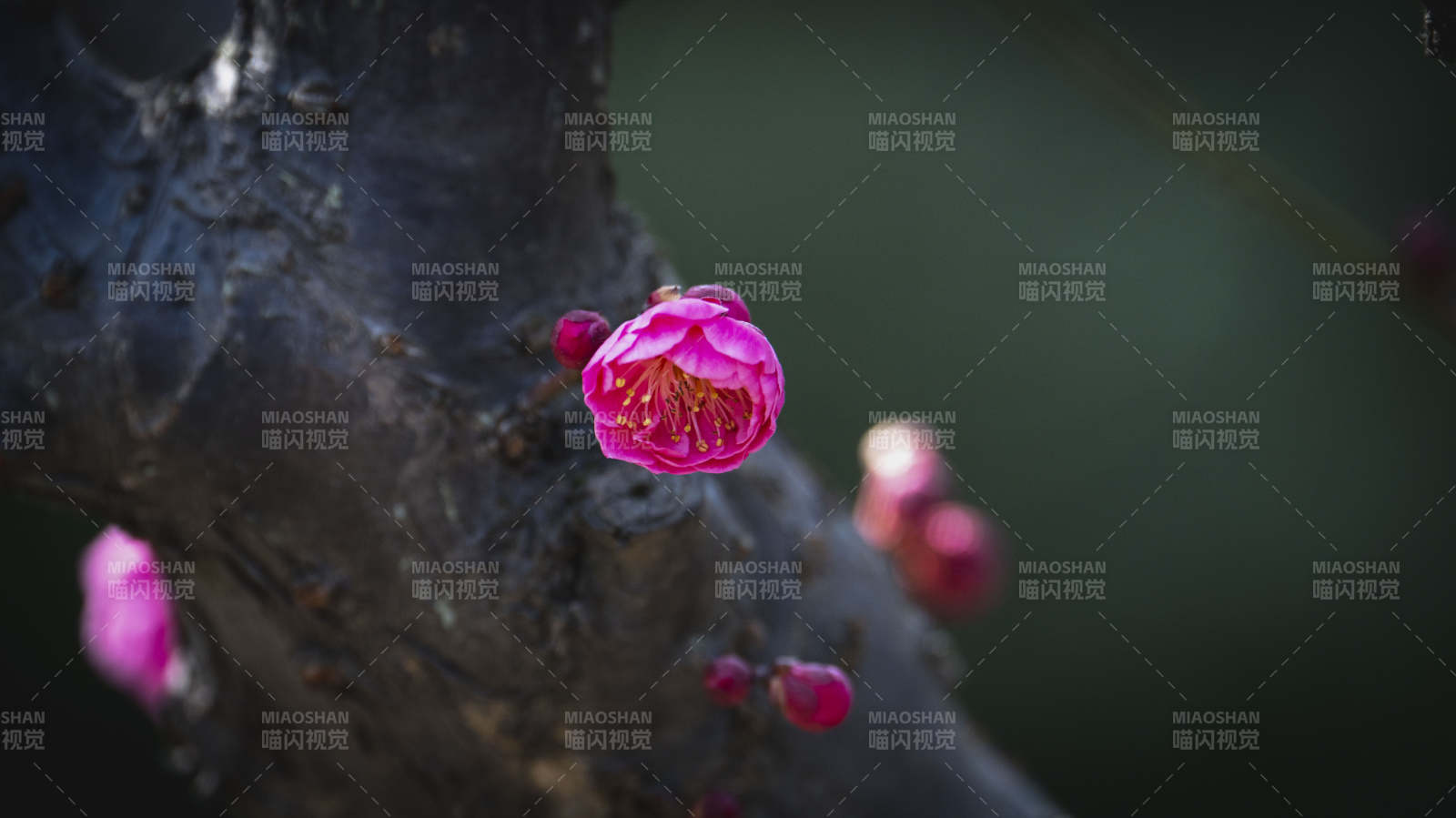 梅花绽放枝头图片