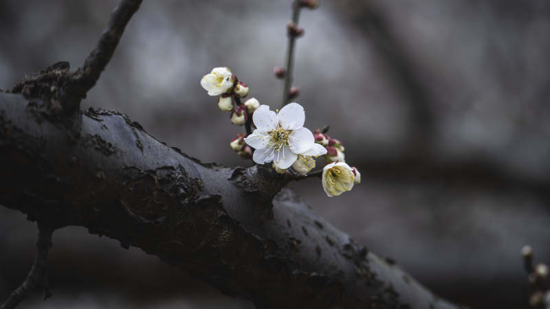 梅花绽放枝头图片