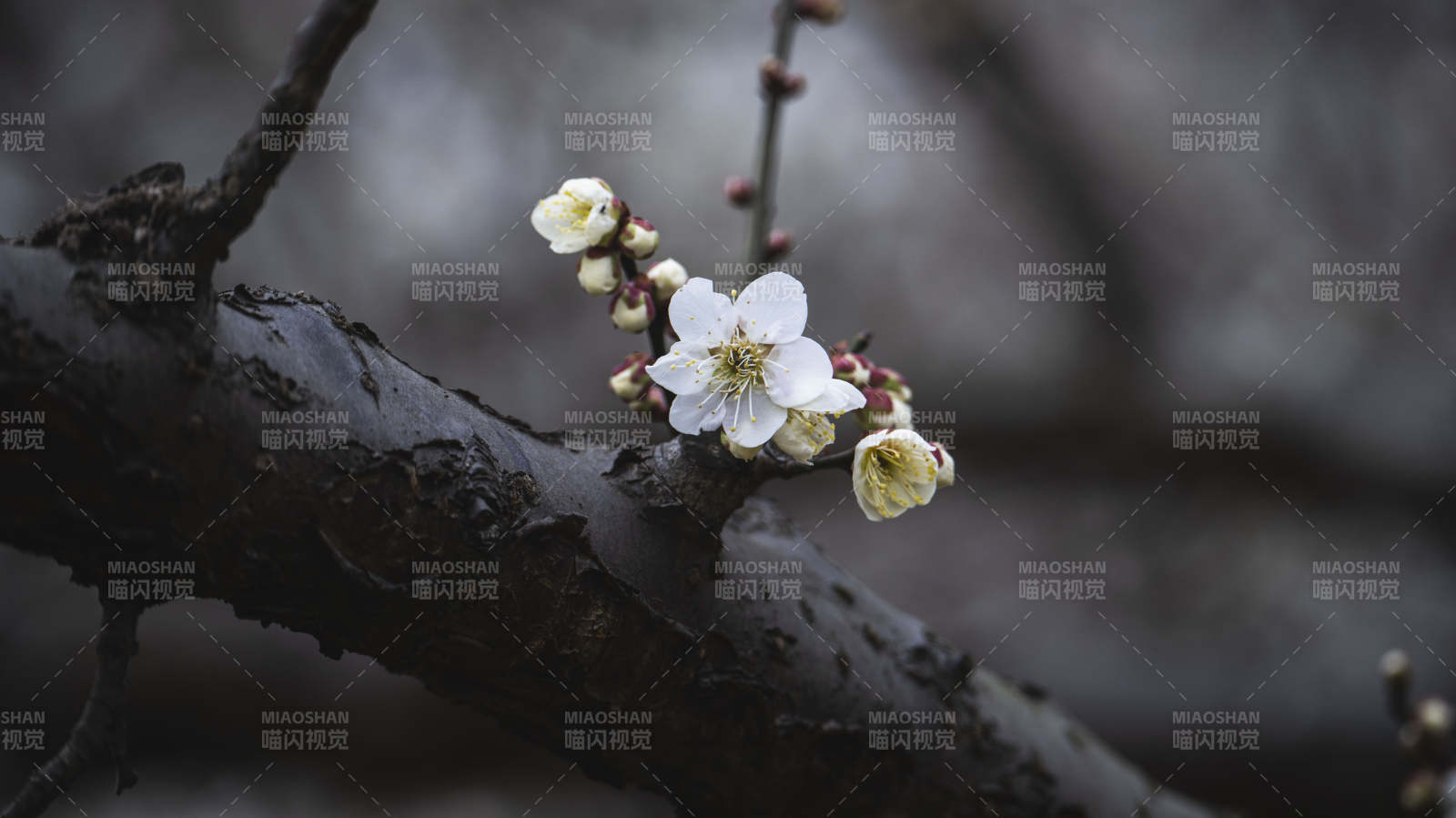 梅花绽放枝头图片