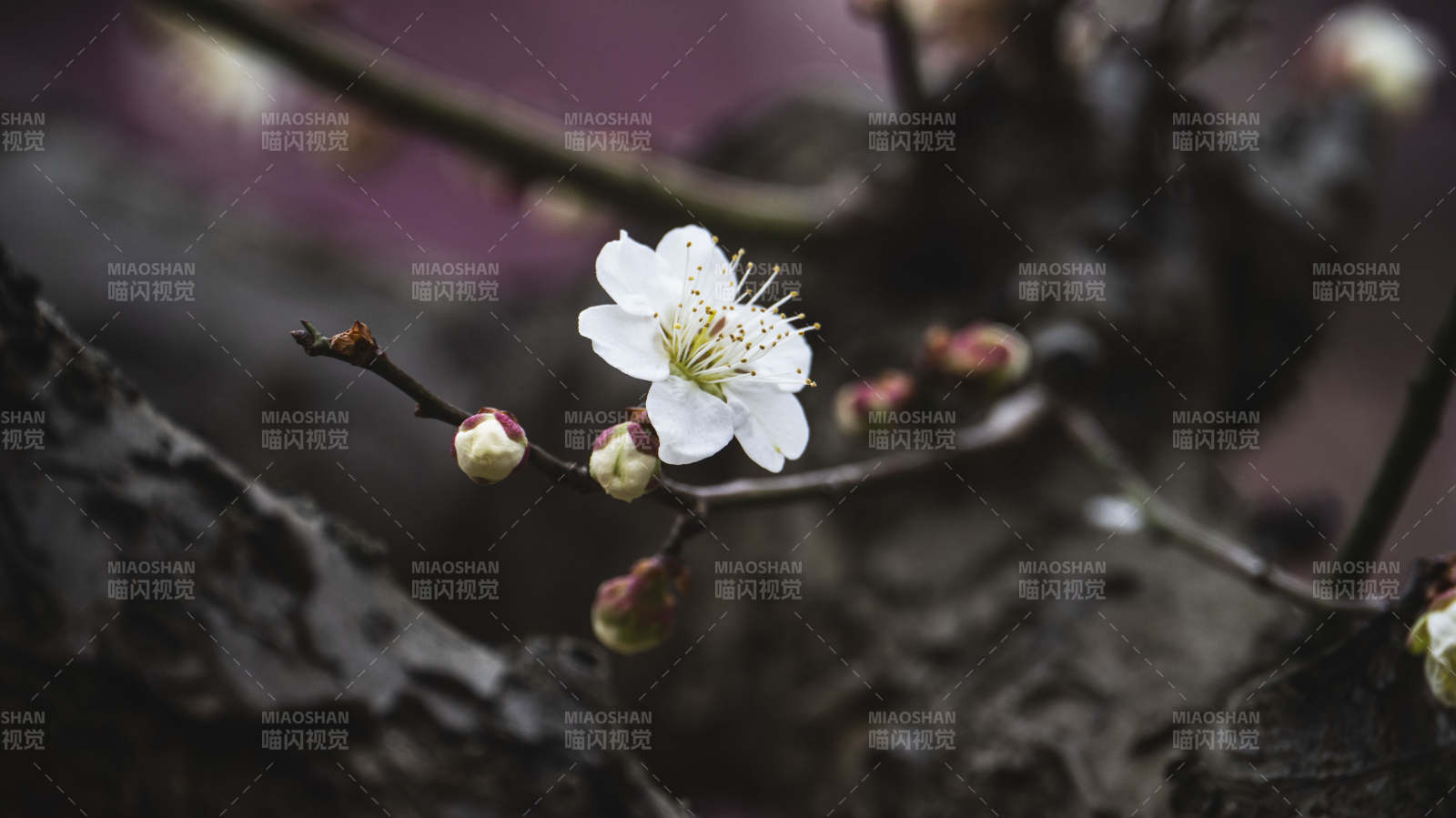 梅花绽放枝头图片