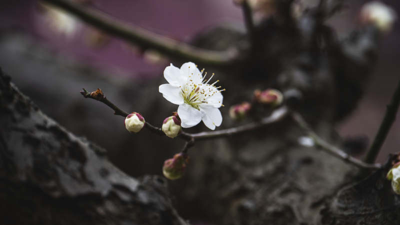 梅花绽放枝头图片