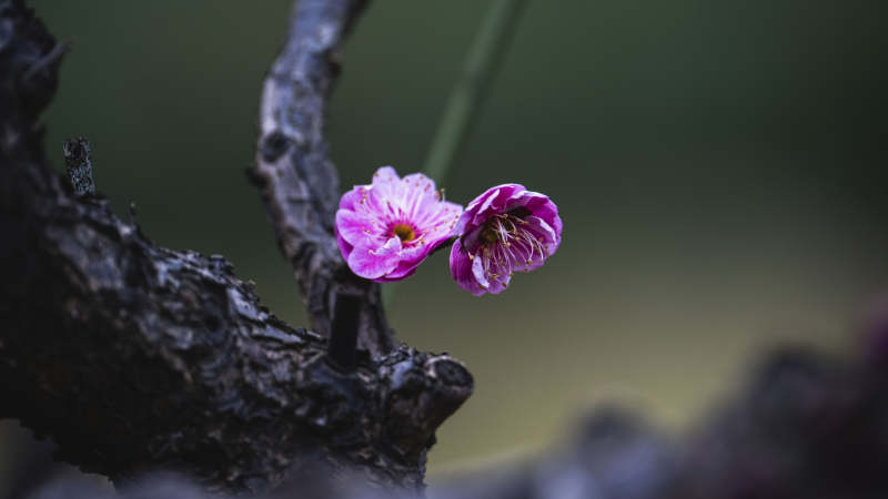 枝头双花绽放图片