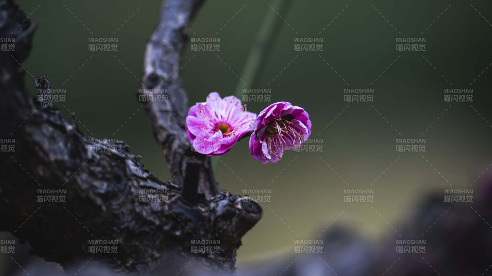 枝头双花绽放图片