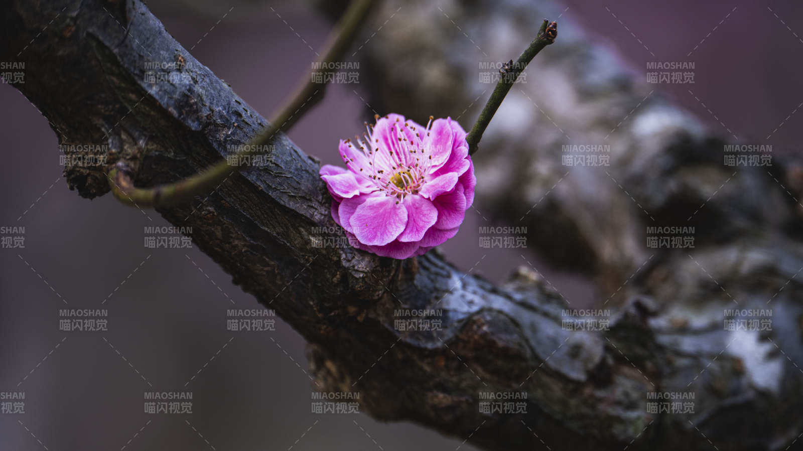 梅花绽放枝头图片