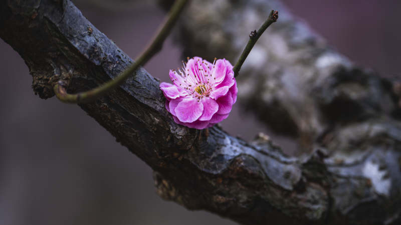 梅花绽放枝头图片