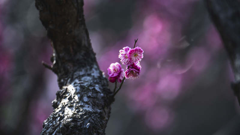 梅花绽放枝头图片