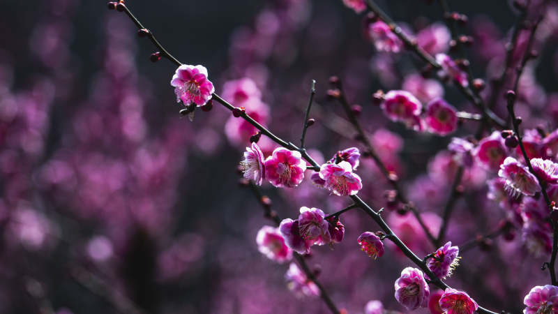 梅花绽放枝头图片