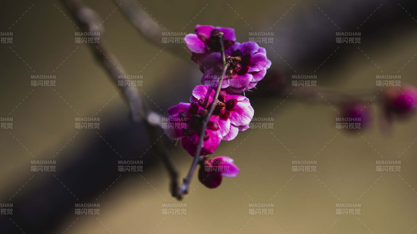 紫花绽放枝头图片