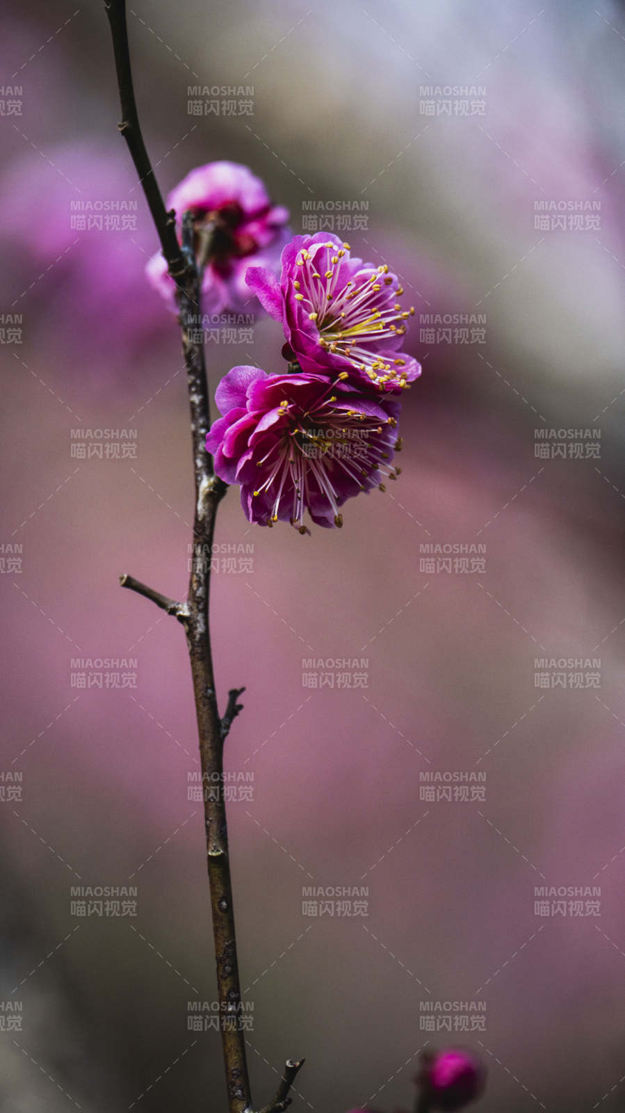 紫梅绽放枝头图片
