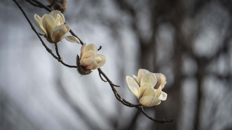 玉兰花绽放枝头图片