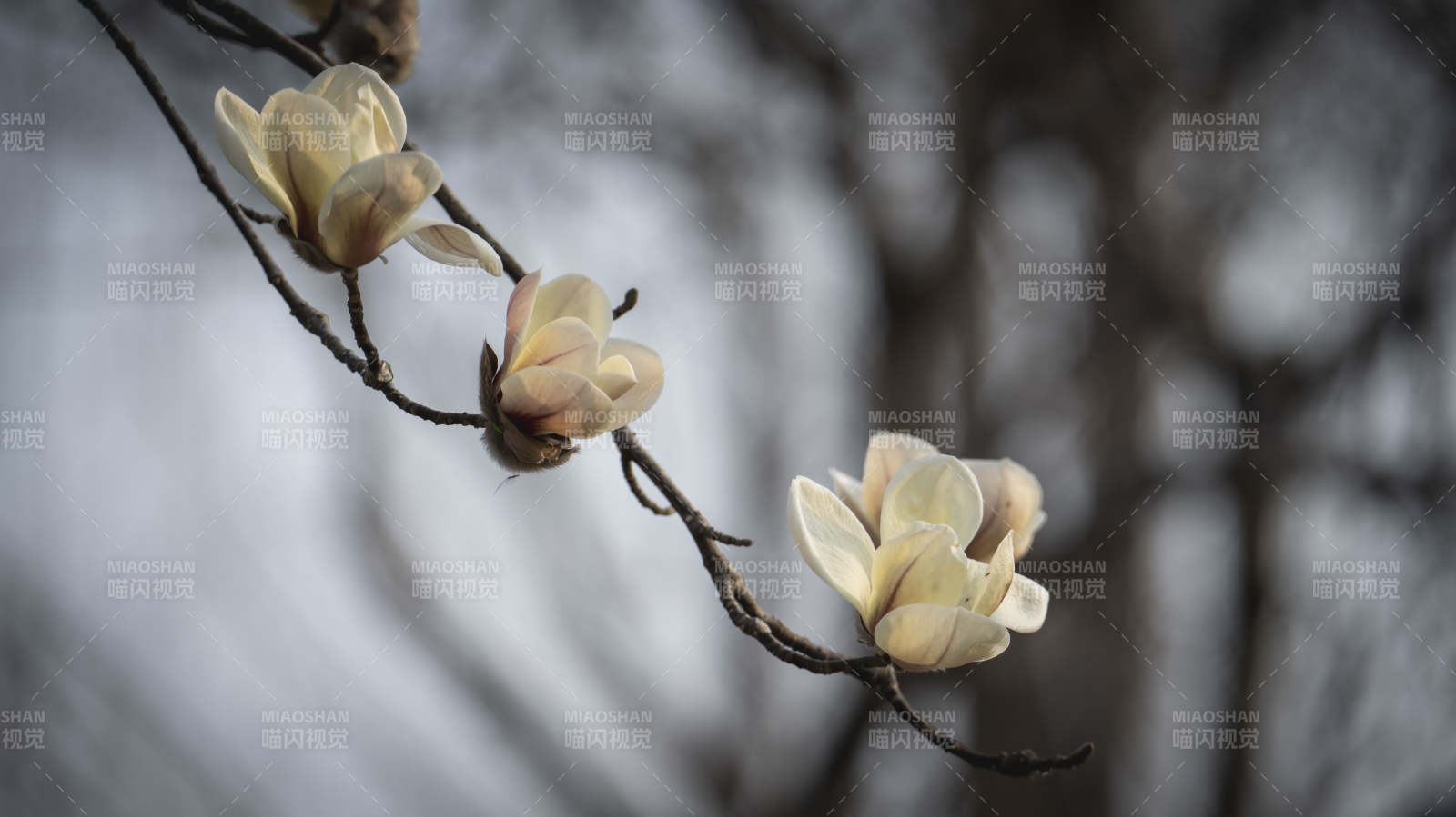 玉兰花绽放枝头图片
