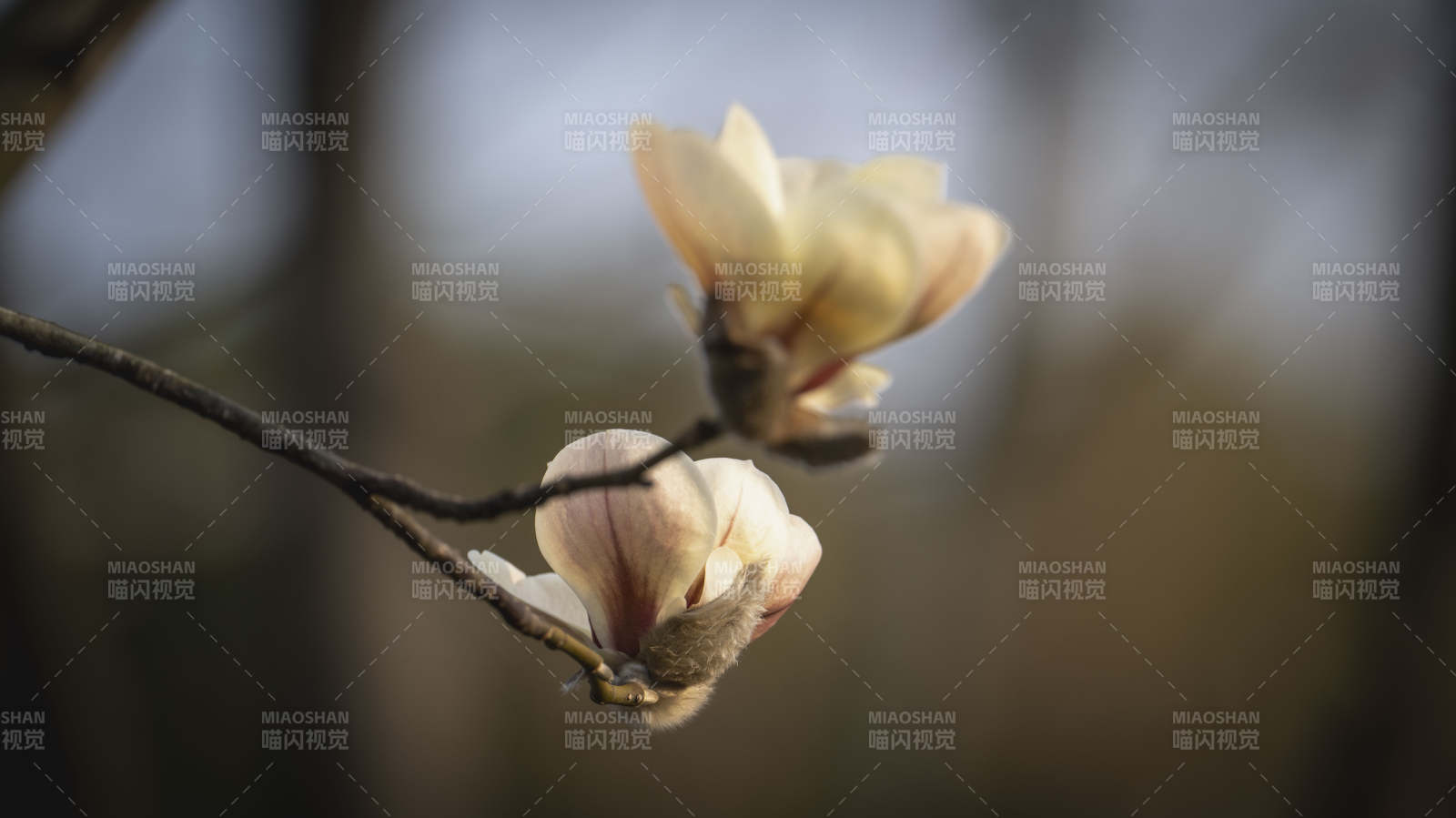 玉兰花绽放枝头图片