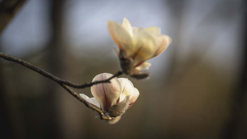 玉兰花绽放枝头图片