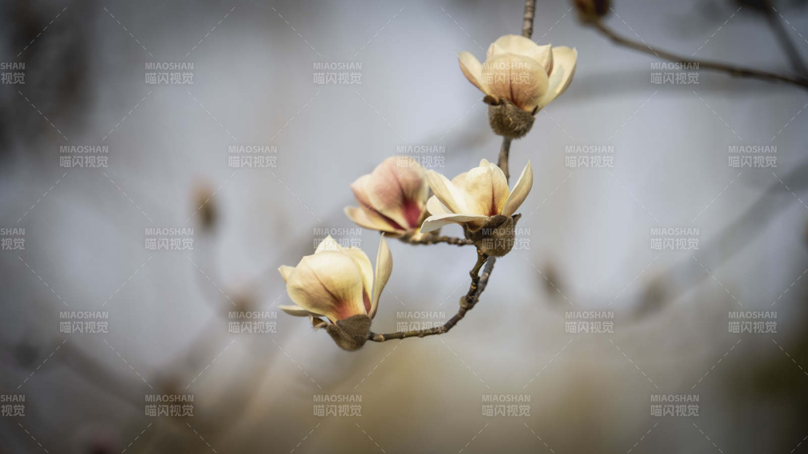 玉兰花绽放枝头图片