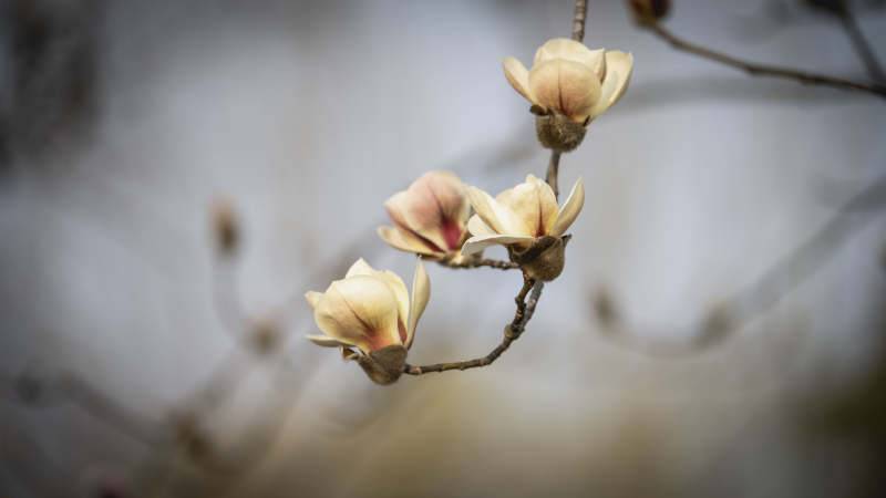 玉兰花绽放枝头图片