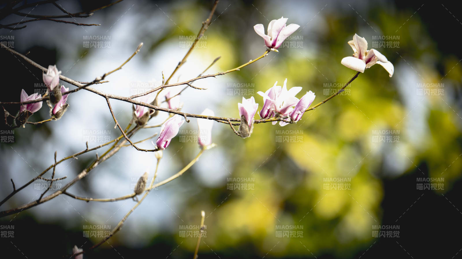 玉兰花开春意浓图片