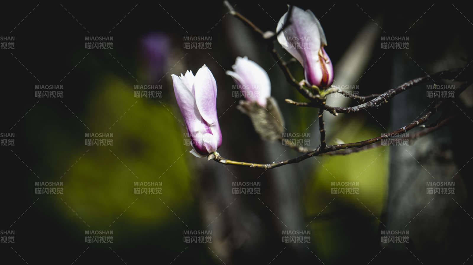 玉兰花绽放枝头图片