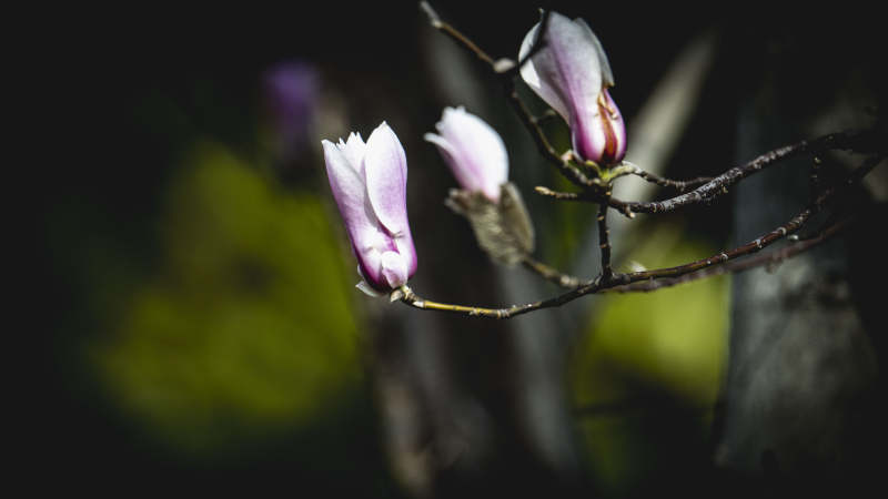 玉兰花绽放枝头图片