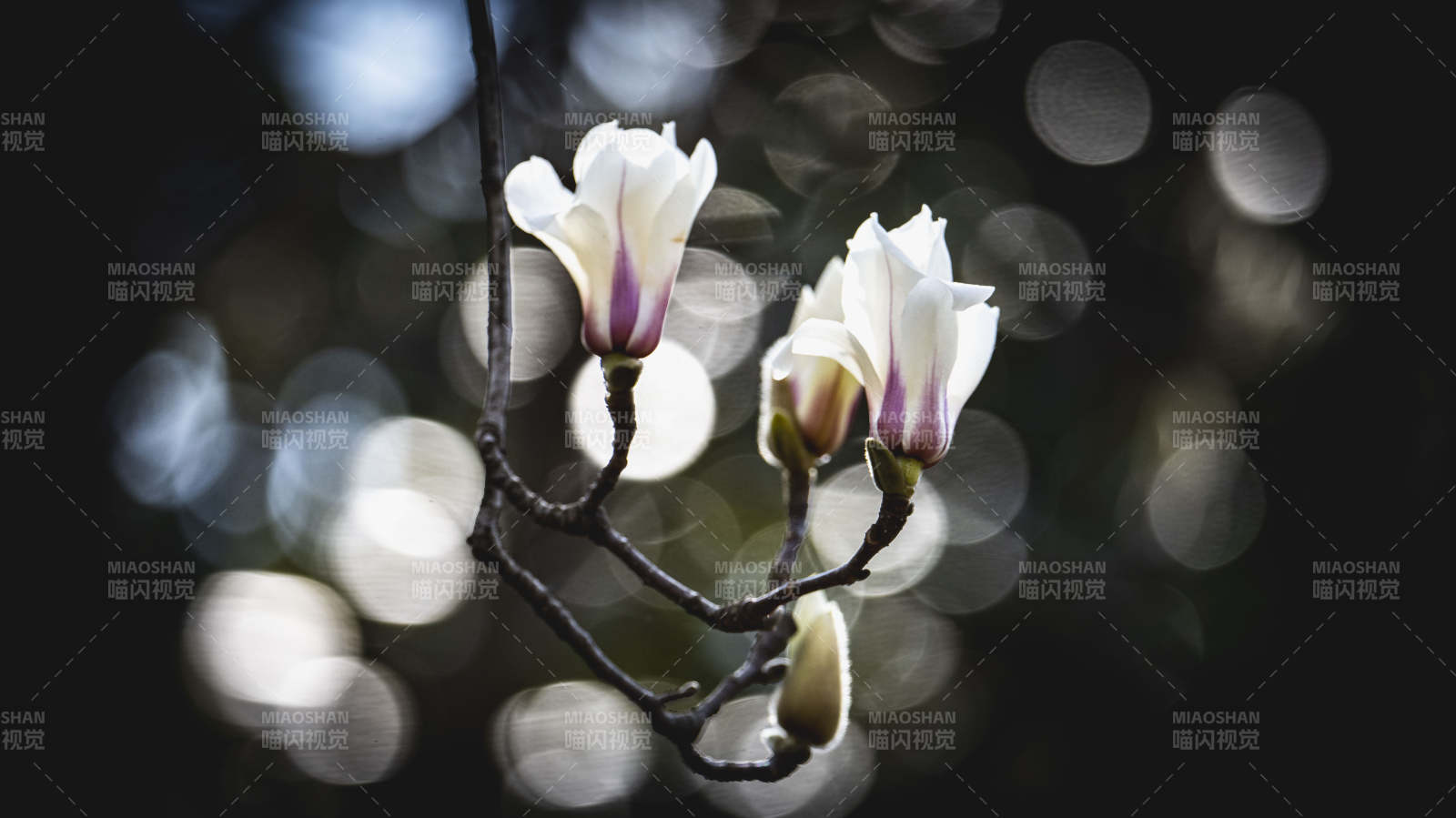 玉兰花绽放枝头图片