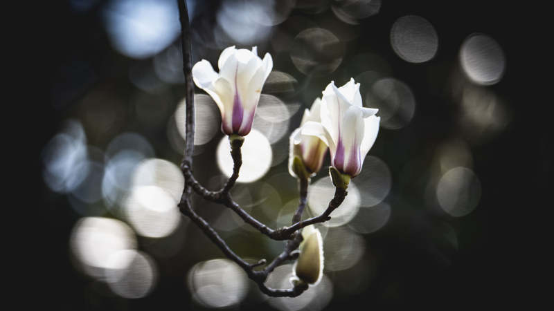 玉兰花绽放枝头图片