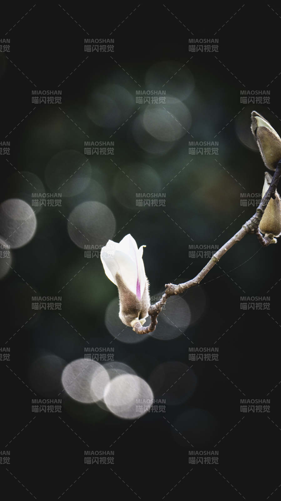 玉兰初绽 静谧之美图片