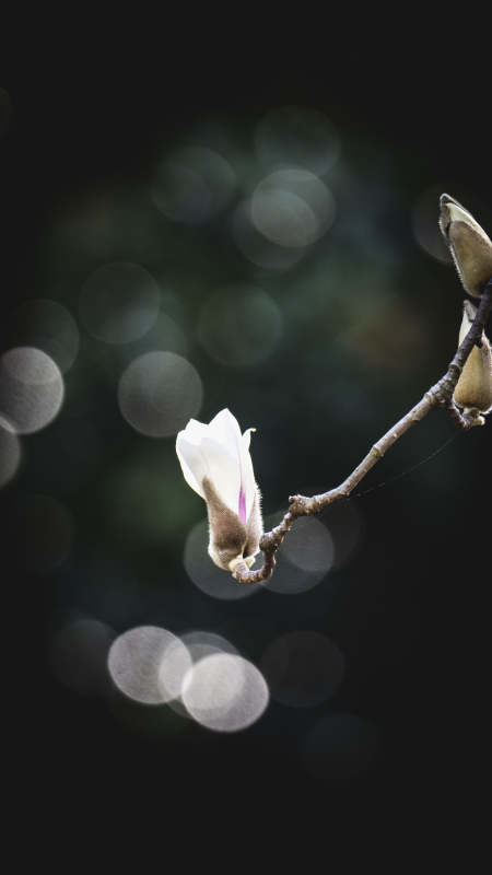 玉兰初绽 静谧之美图片