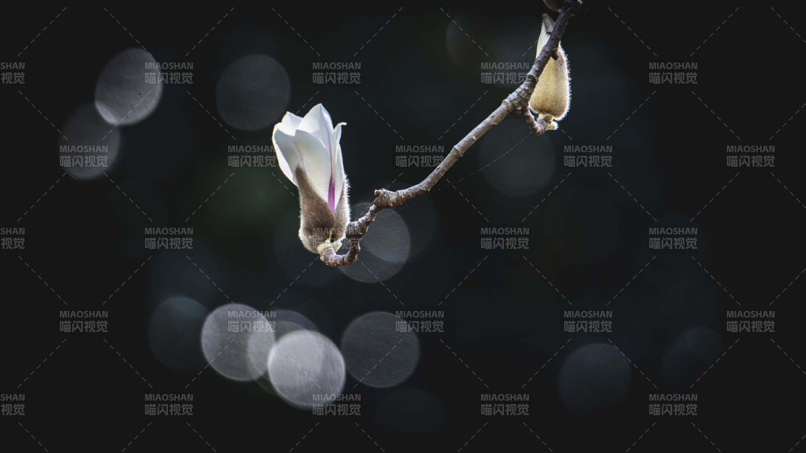 玉兰初绽 静谧之美图片