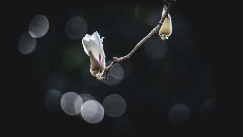 玉兰初绽 静谧之美图片