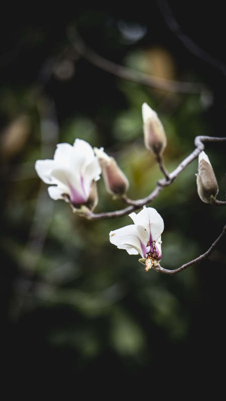 玉兰绽放枝头图片