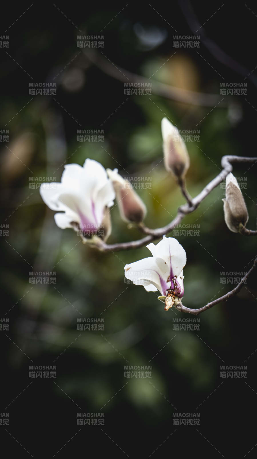 玉兰绽放枝头图片