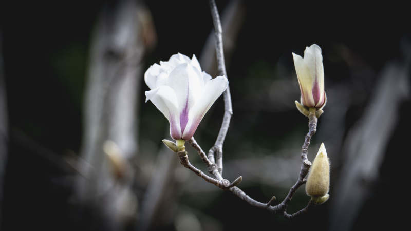 玉兰花绽放枝头图片