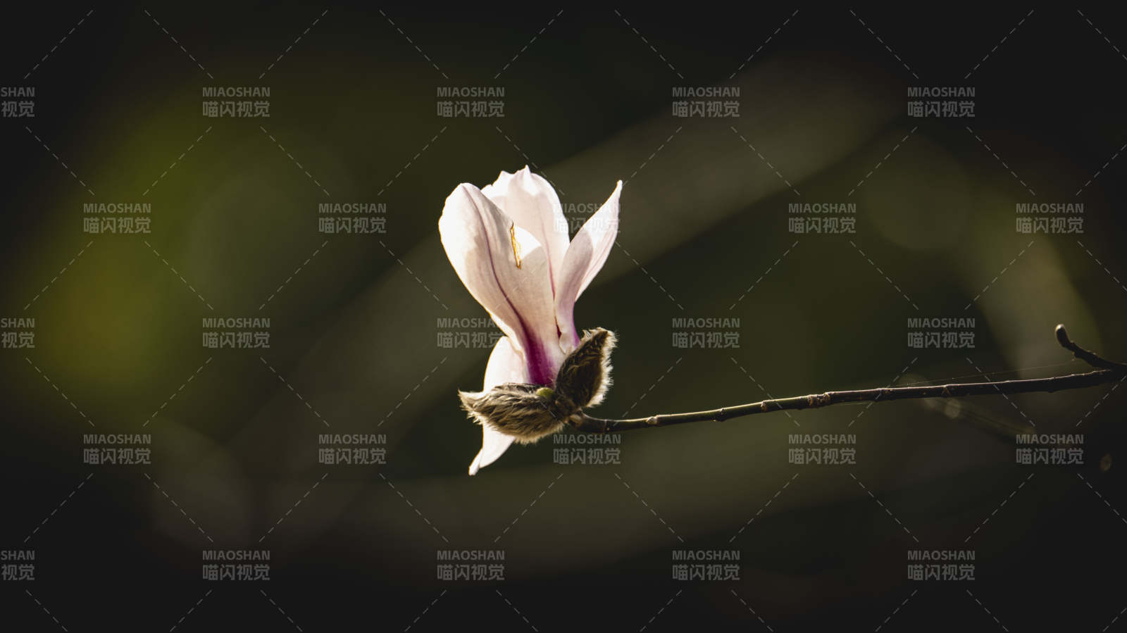 孤花独放枝头图片