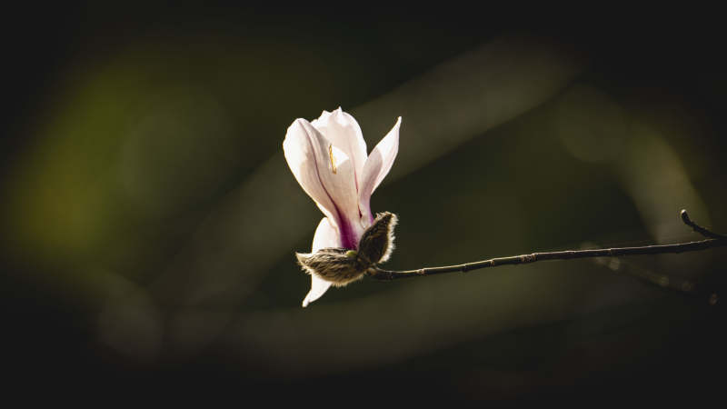 孤花独放枝头图片