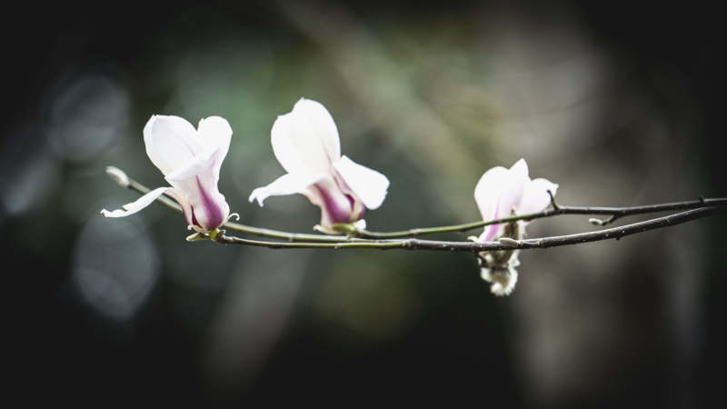 玉兰花枝绽放图片