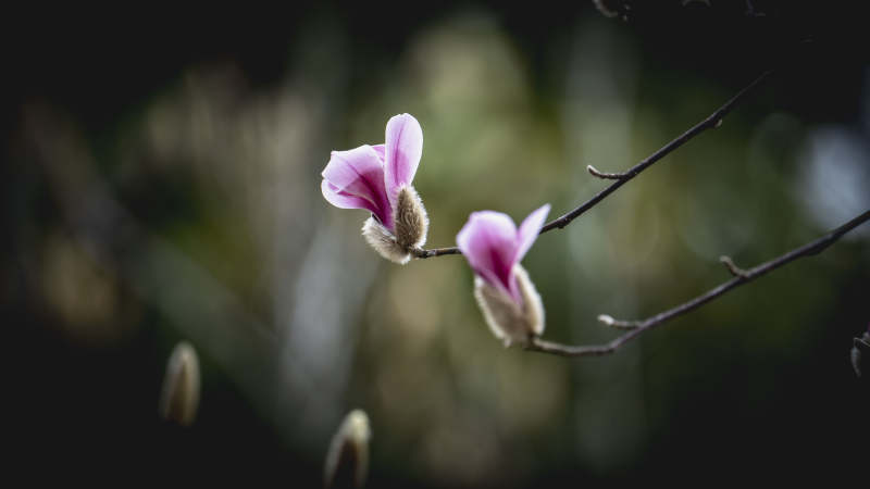 玉兰花绽放枝头图片