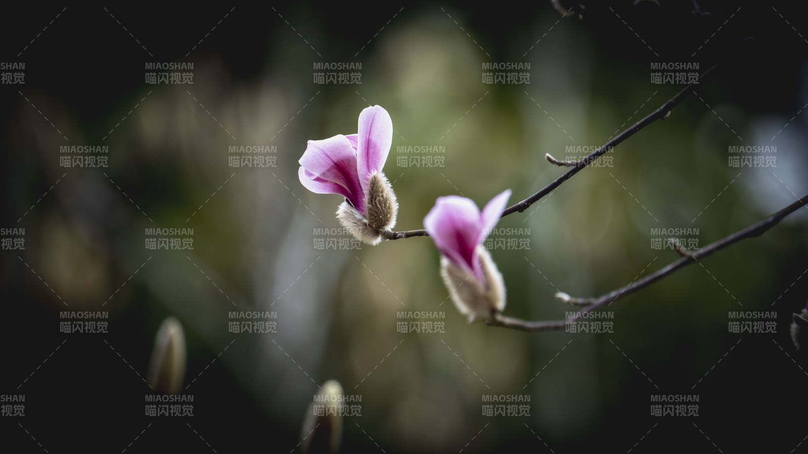 玉兰花绽放枝头图片