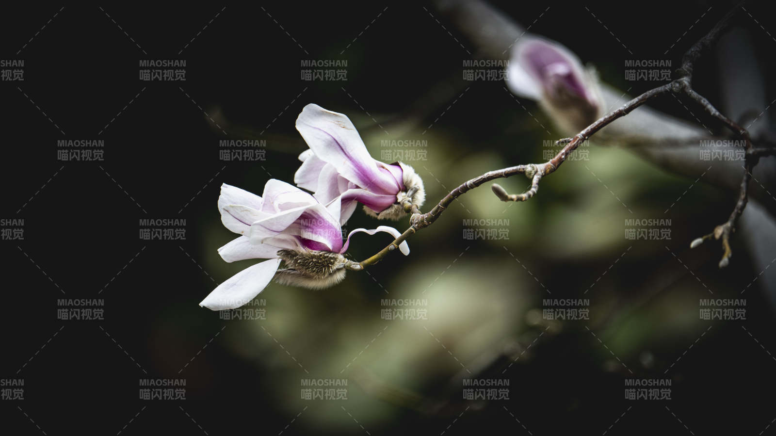 玉兰绽放枝头图片