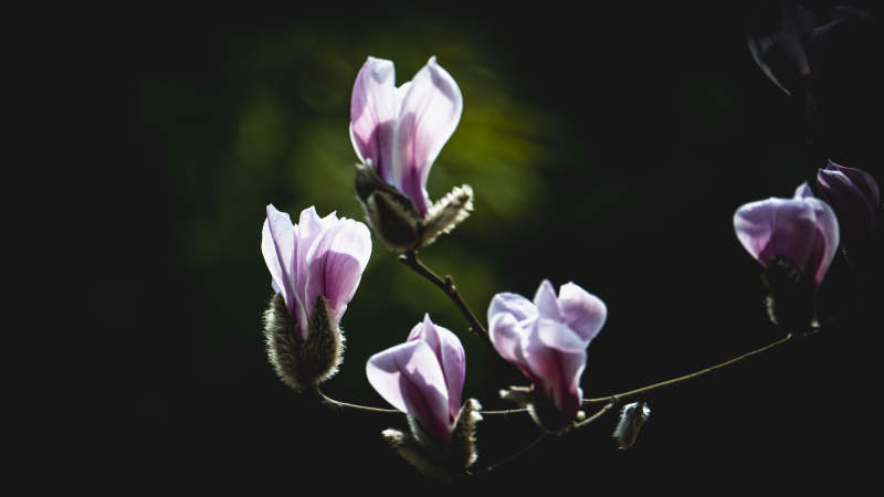 紫玉兰绽放枝头图片