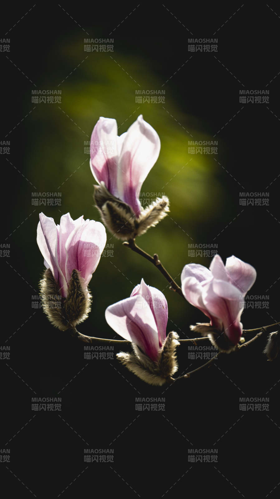 玉兰花绽放图片