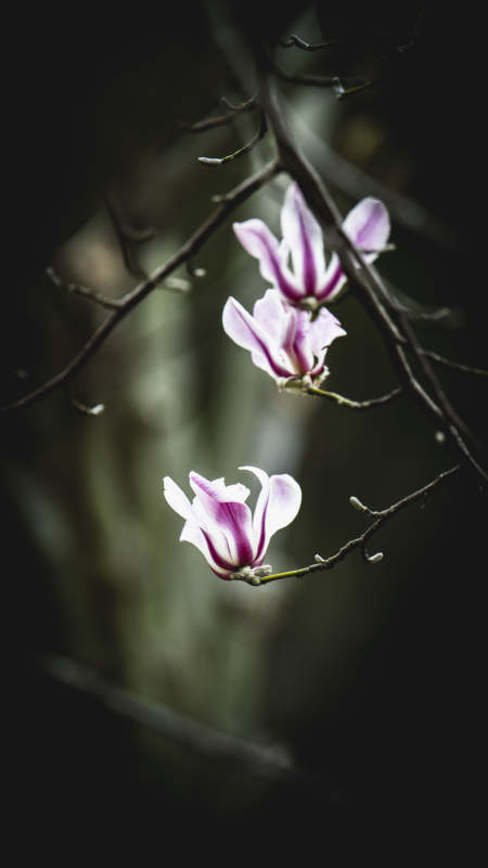 紫白玉兰绽放枝头图片