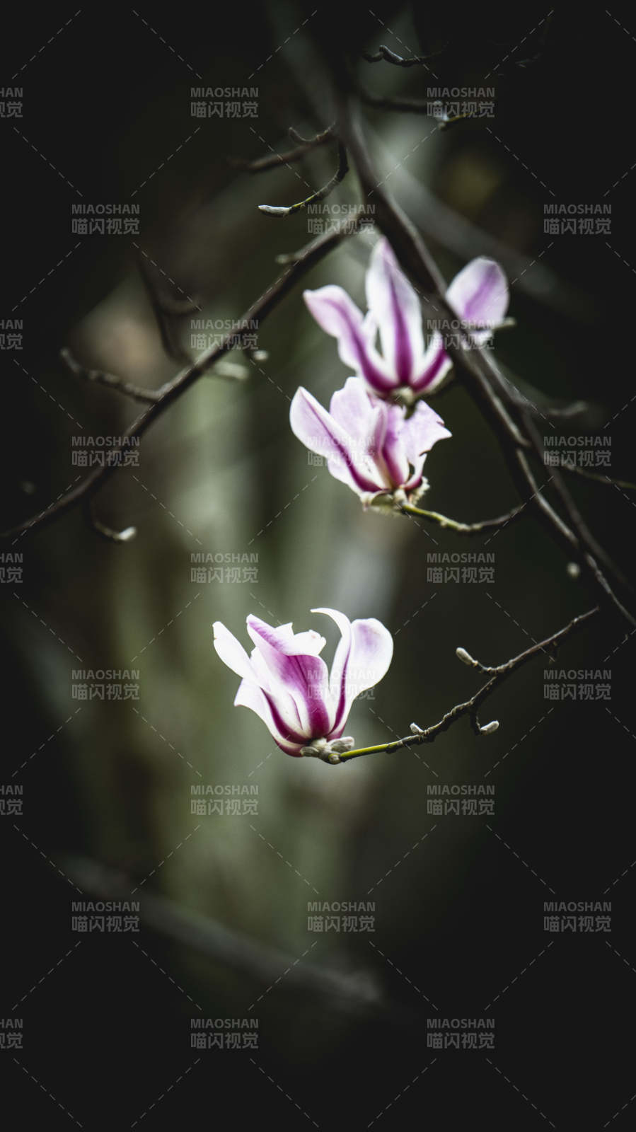 紫白玉兰绽放枝头图片