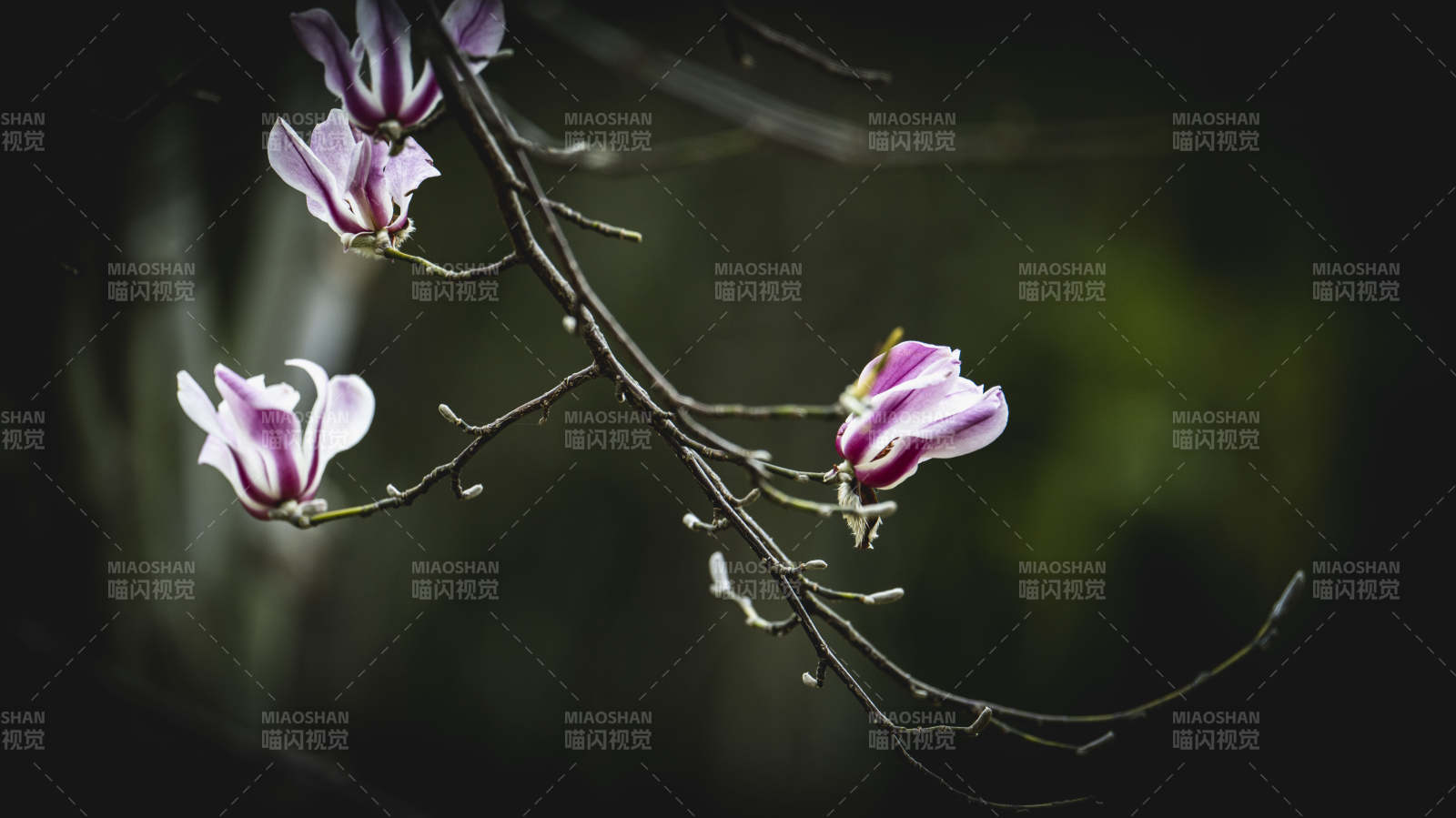 玉兰绽放枝头图片