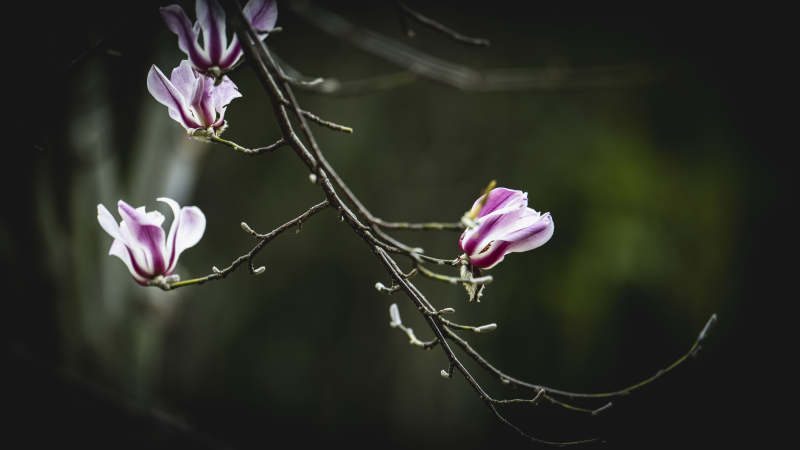 玉兰绽放枝头图片