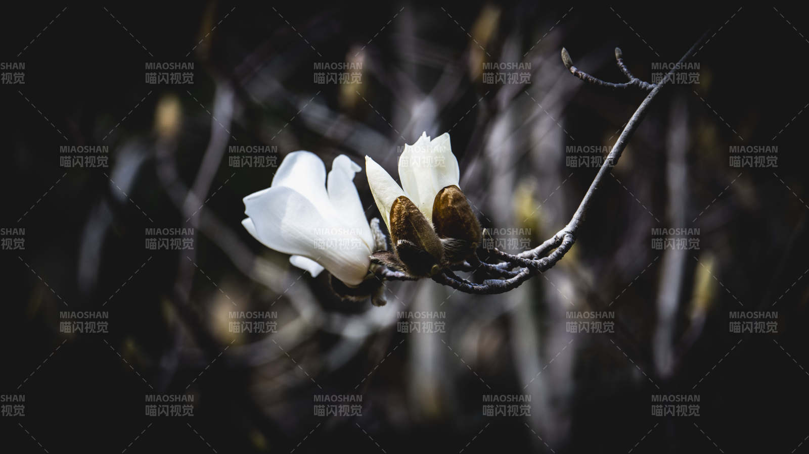 夜色中的玉兰花图片