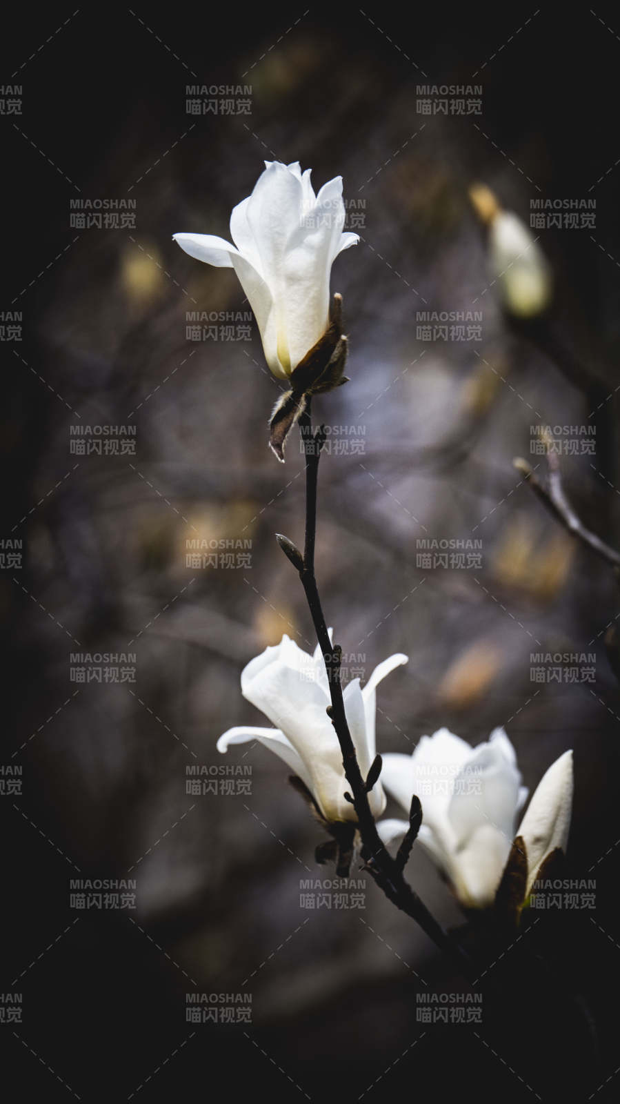 玉兰绽放 静谧之美图片