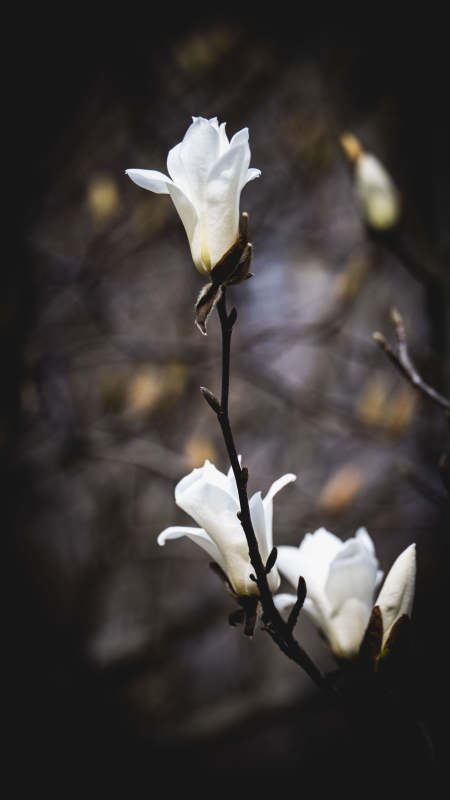 玉兰绽放 静谧之美图片