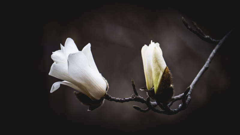 玉兰绽放枝头图片