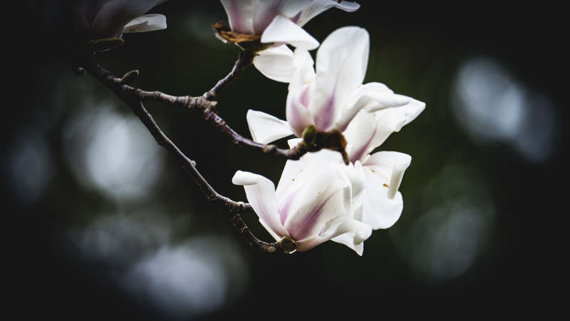 玉兰绽放 静谧之美图片